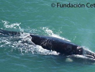 Proyecto Ballena Franca Austral