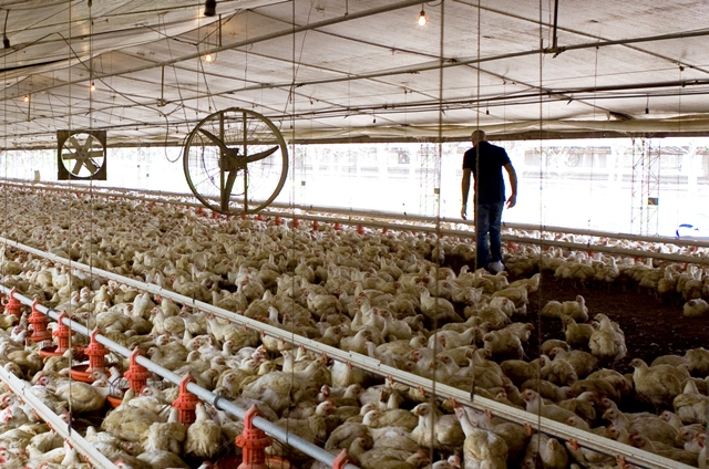 Construirán granjas de producción de pollos parrilleros en Mechongué - El  Argentino digital